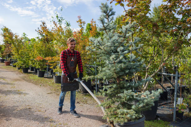 Trusted Mount Shasta, CA Tree Service Experts